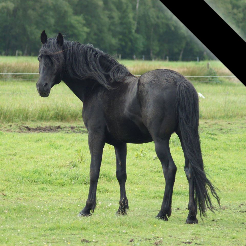 Rockymountainhorse Black Hill's Gold Hengst Stallion