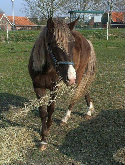 RockyMountainHorse Socrates