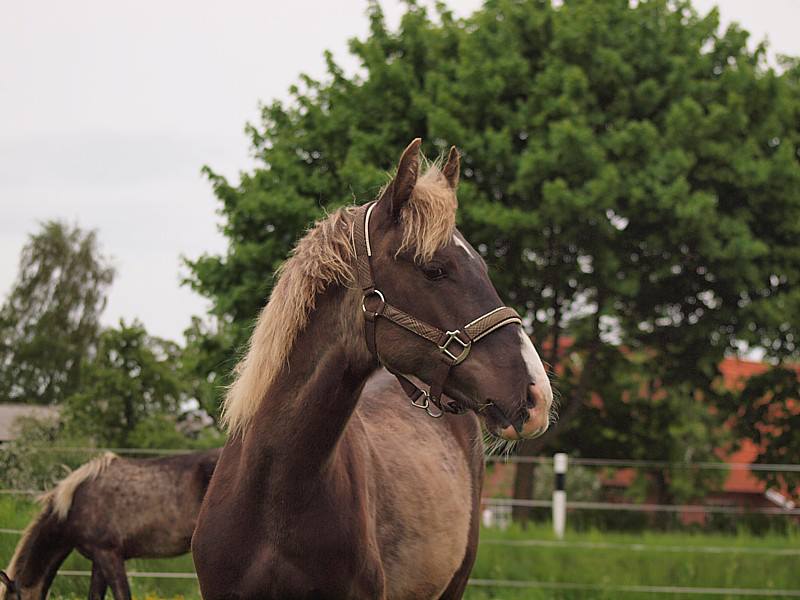 rockymountainhorse socrates