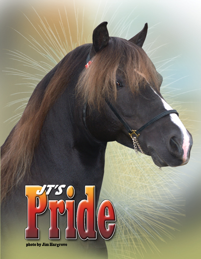 jts pride rockymountainhorse stallion
