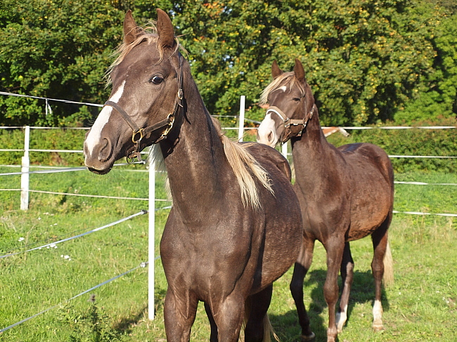 Rocky Mountain Horses Socrates Parmenides