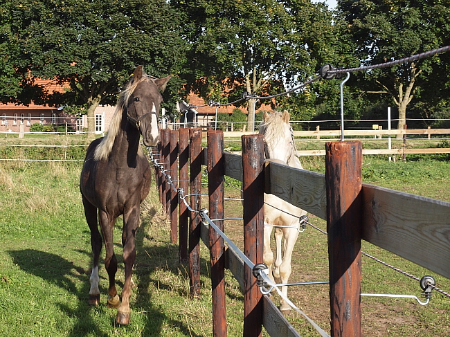 rockymountainhorse parmenides