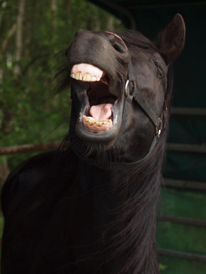 rocky mountain horse